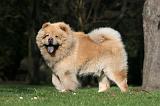 CHOW CHOW 662